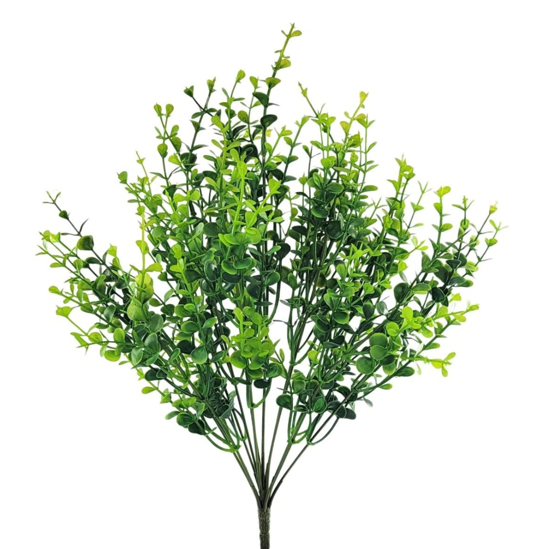 Boxwood Bush