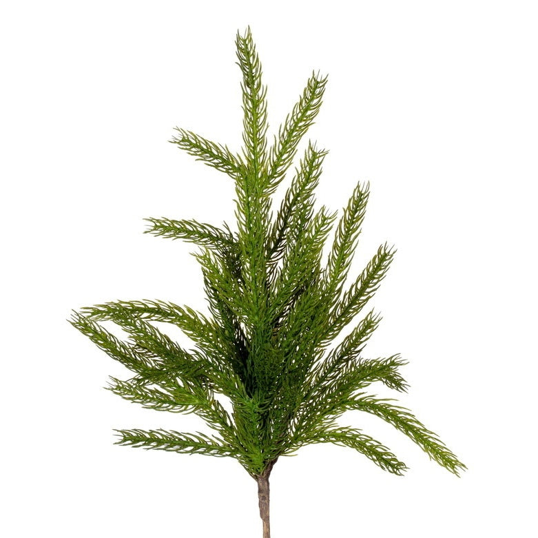 Norfolk Pine Spray