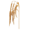 Large Gold Amaranthus Spray